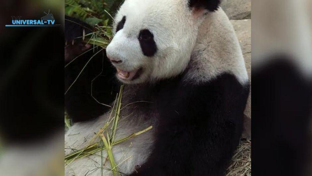 A panda overcomes tension between China and Taiwan... What's the story?